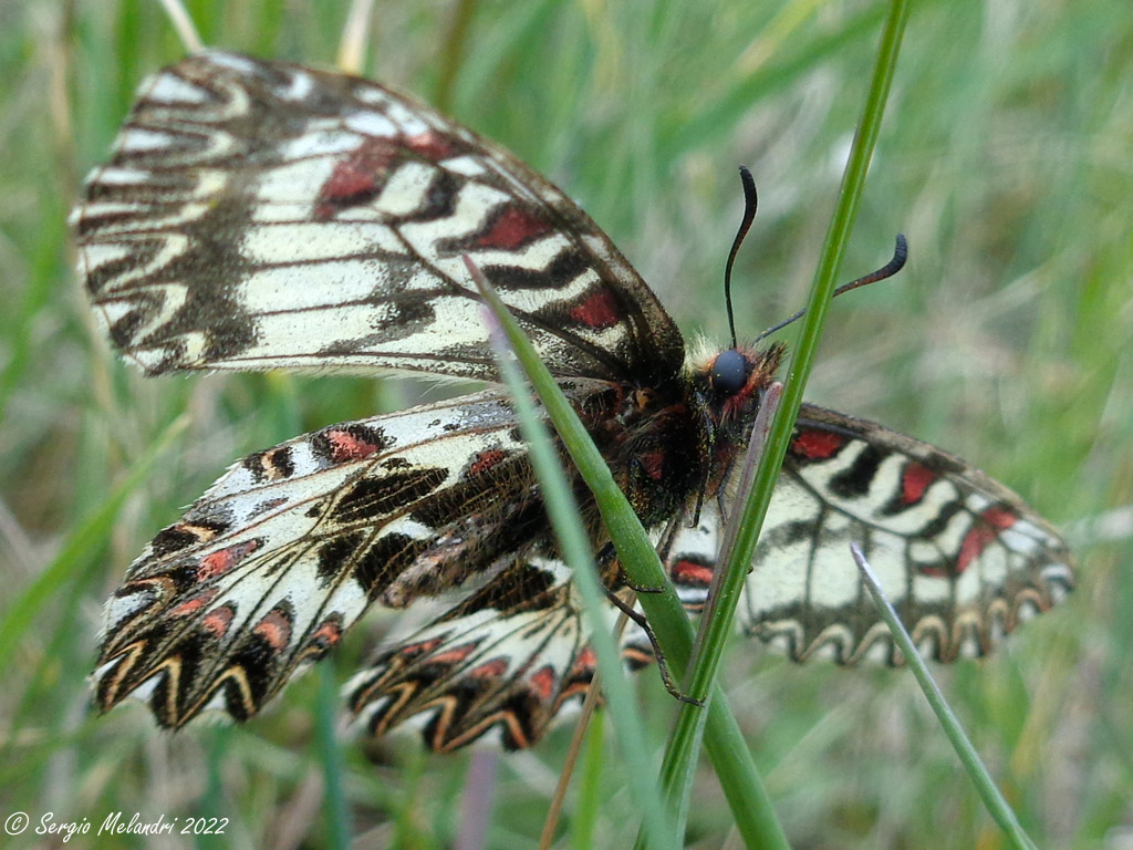 Zerinthia cassandra  (RA)